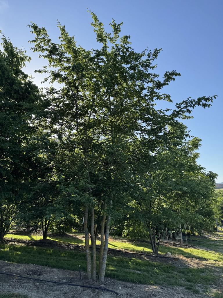 Carpinus betulus