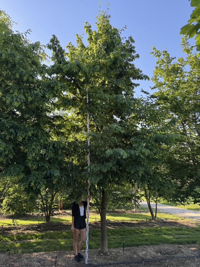 Carpinus betulus