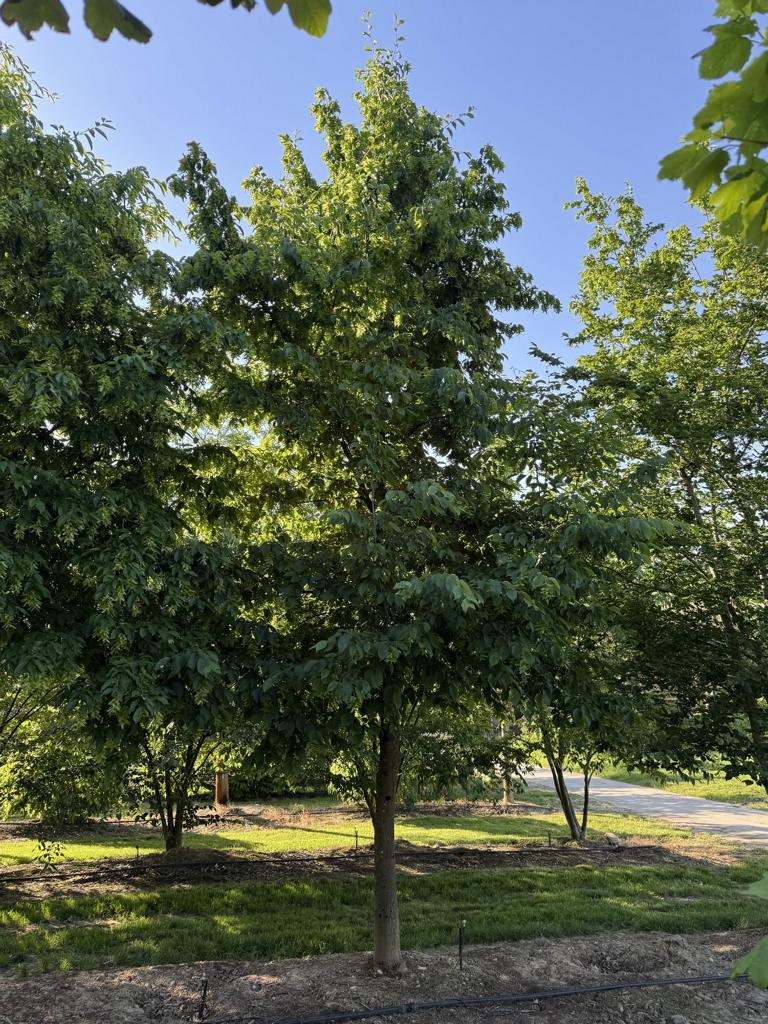 Carpinus betulus