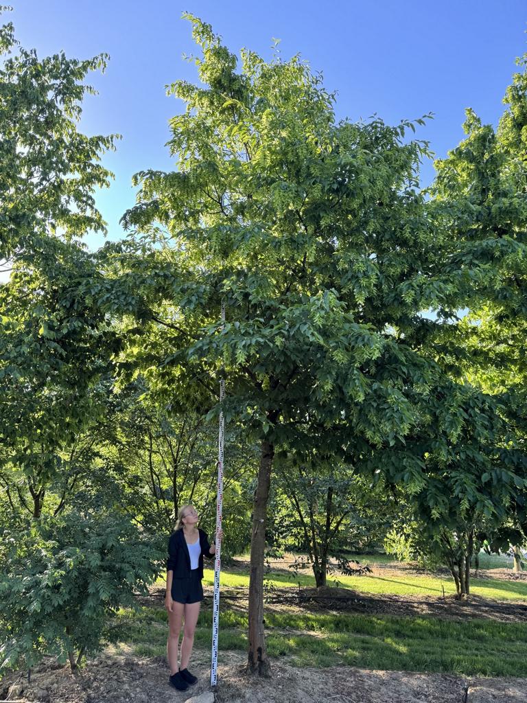 Carpinus betulus