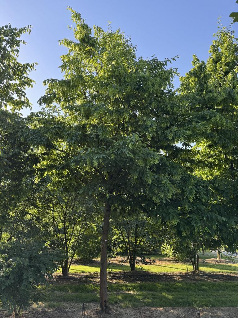 Carpinus betulus