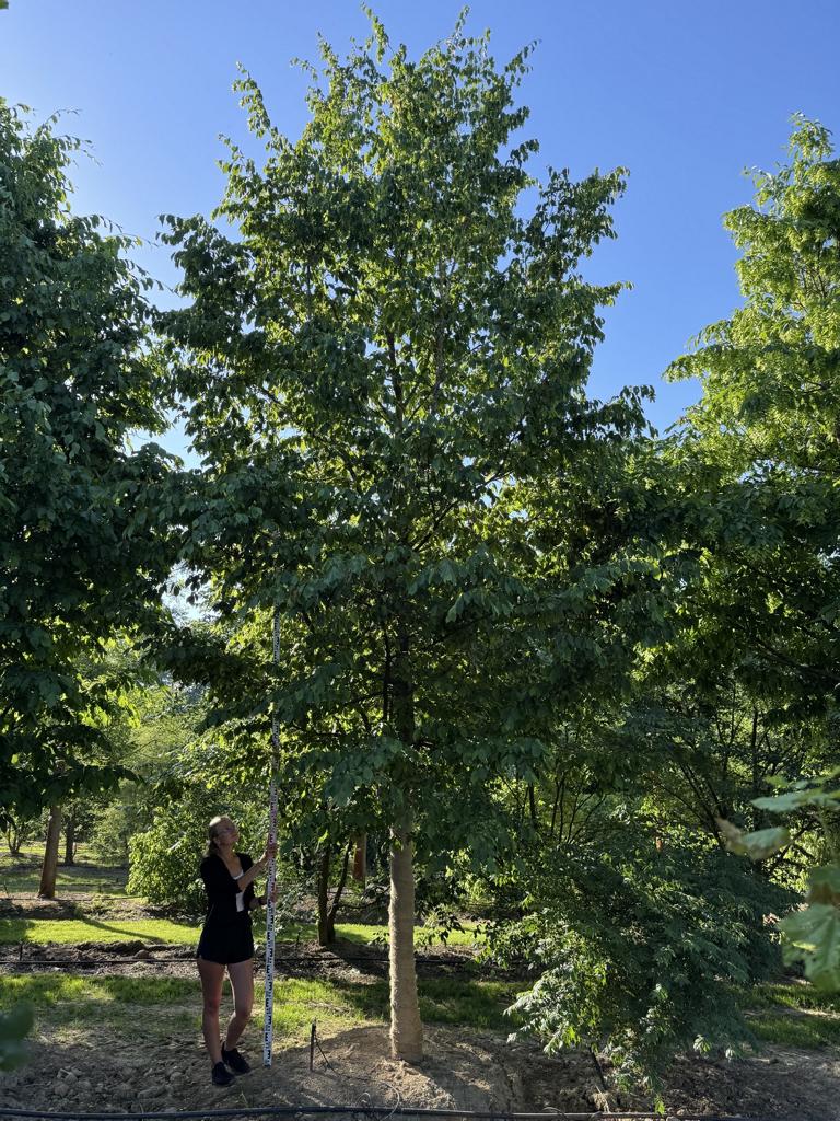 Carpinus betulus