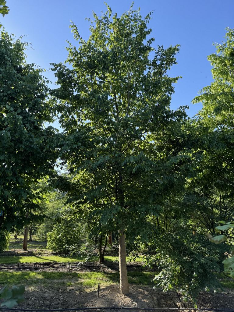 Carpinus betulus
