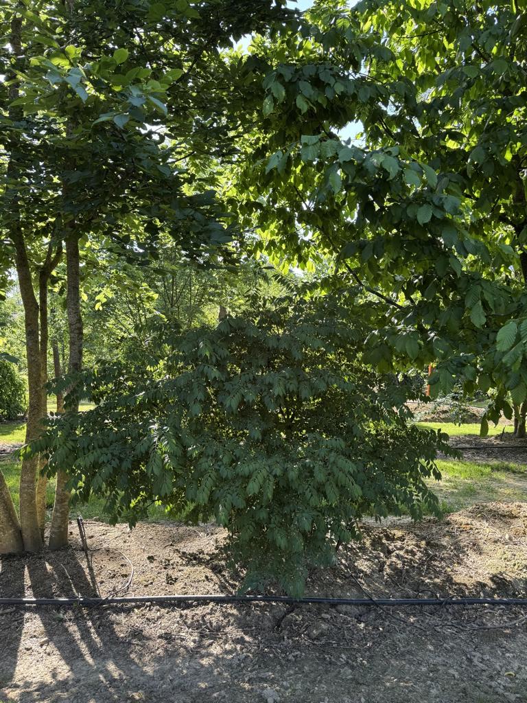 Euonymus alatus