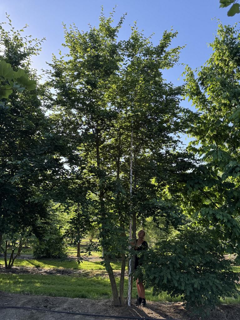 Carpinus betulus