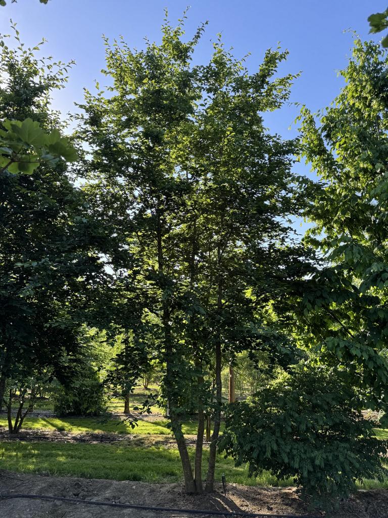 Carpinus betulus