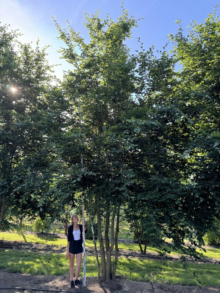 Carpinus betulus