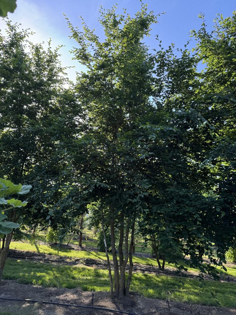 Carpinus betulus