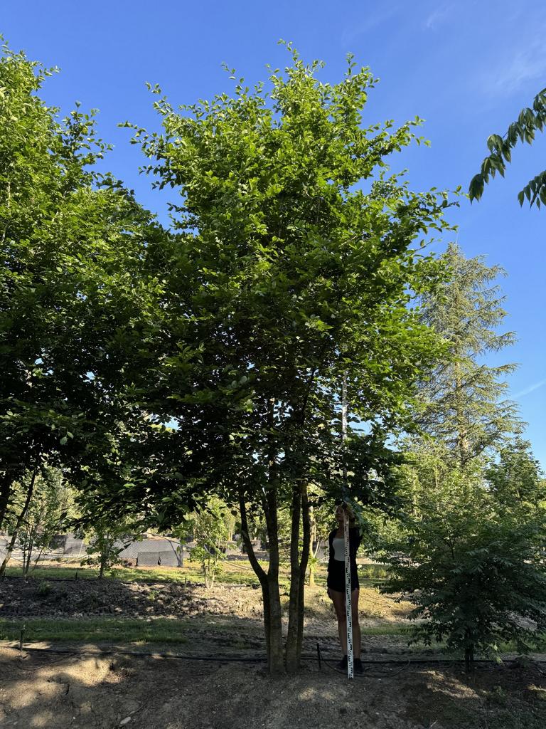 Carpinus betulus