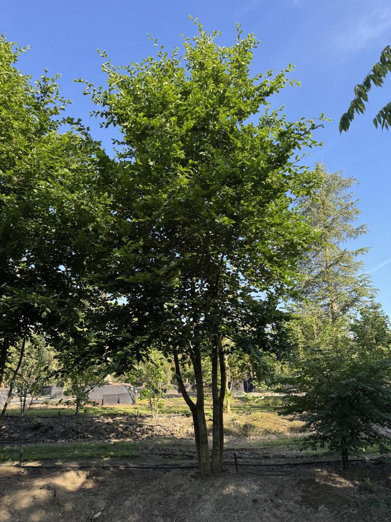 Carpinus betulus