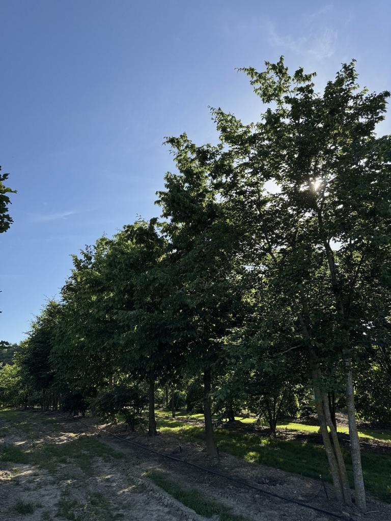 Carpinus betulus