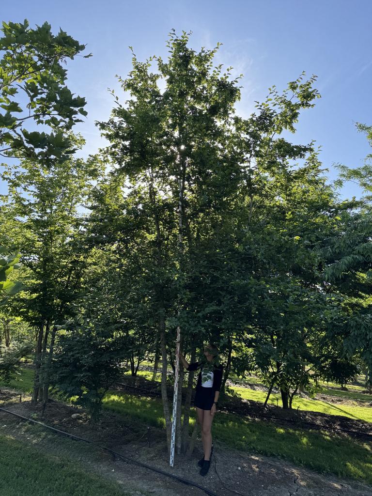 Carpinus betulus