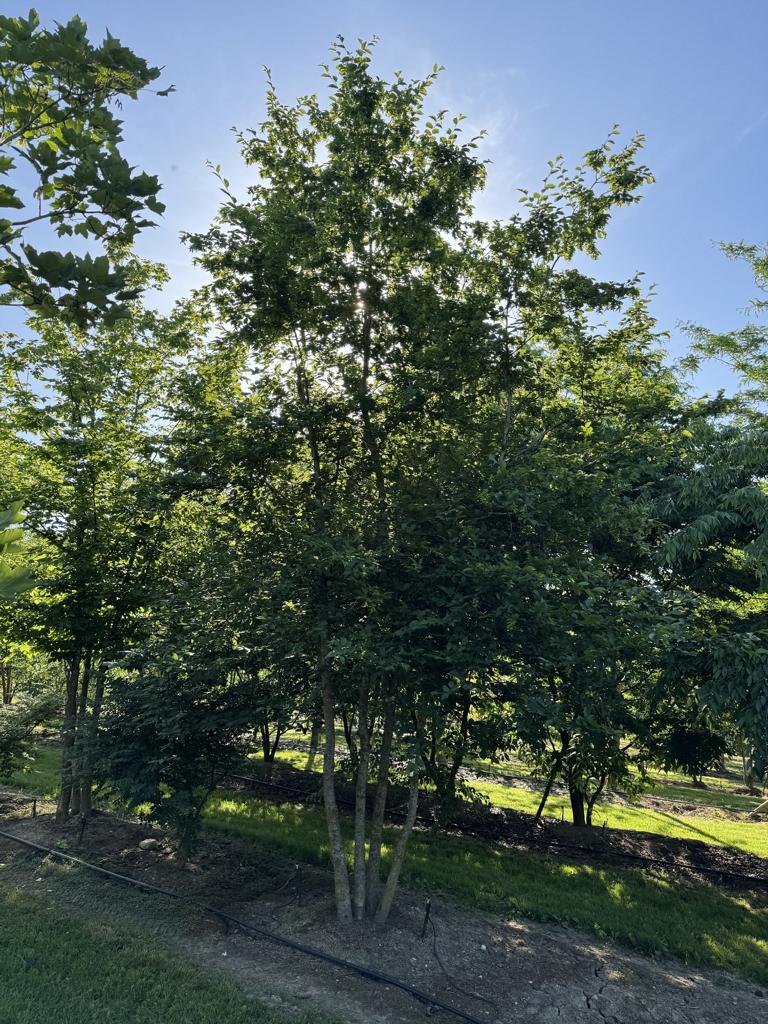 Carpinus betulus