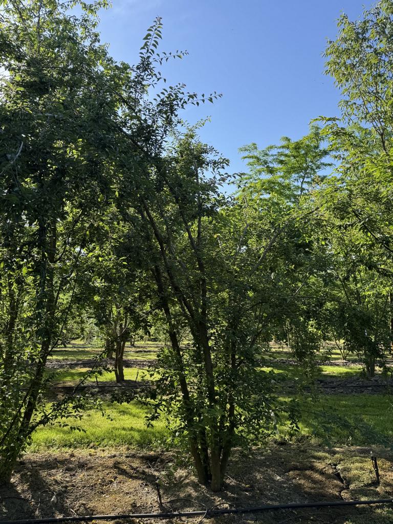 Prunus cerasifera