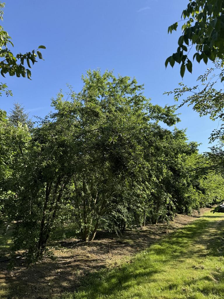 Prunus cerasifera