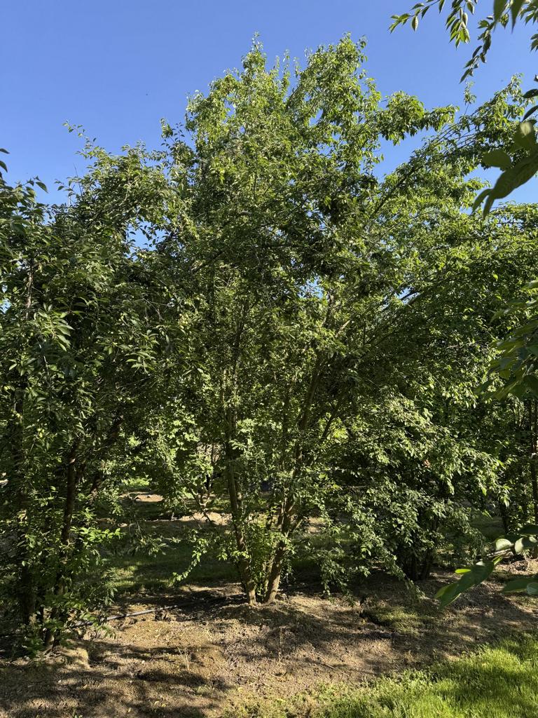 Prunus cerasifera