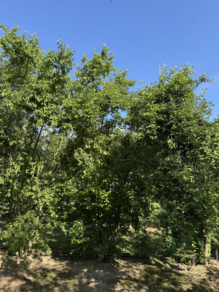 Prunus cerasifera