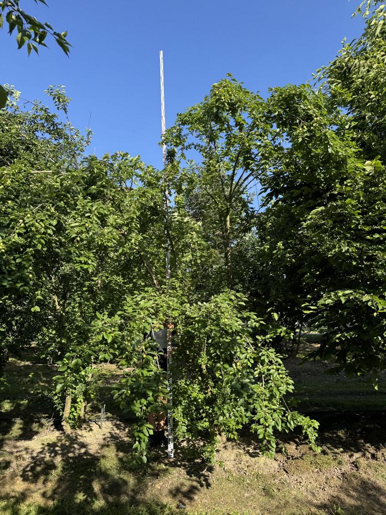 Prunus cerasifera