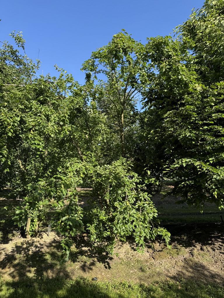 Prunus cerasifera