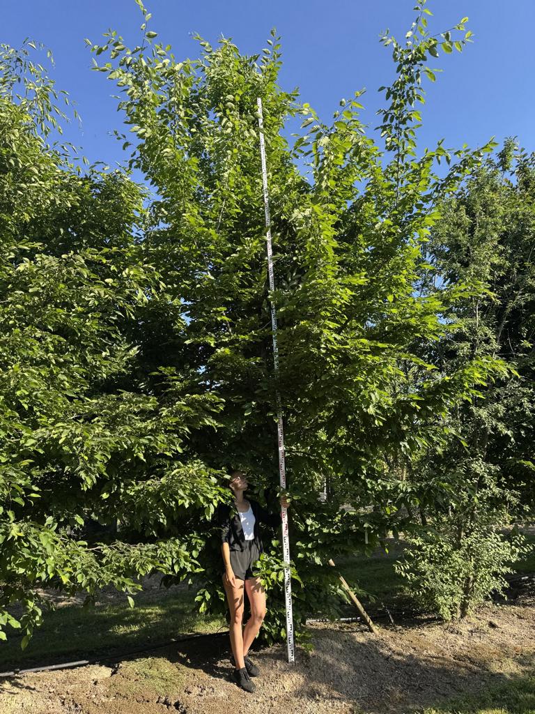Carpinus betulus