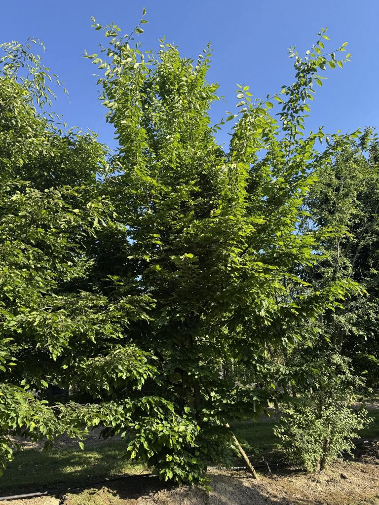 Carpinus betulus