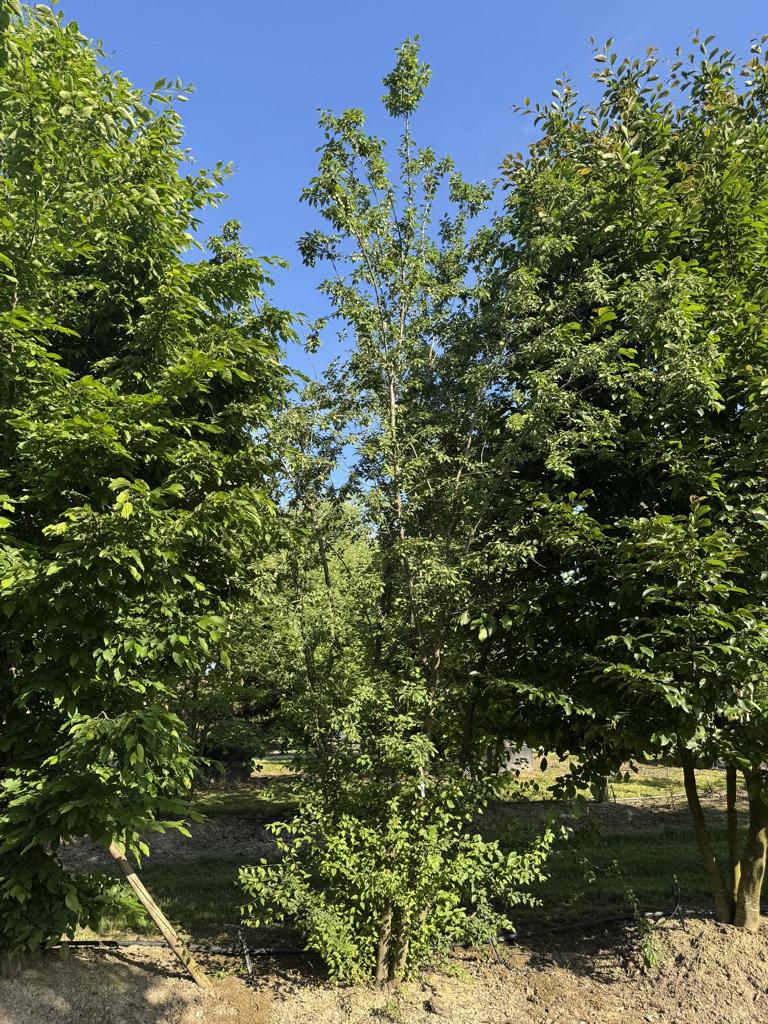 Prunus cerasifera