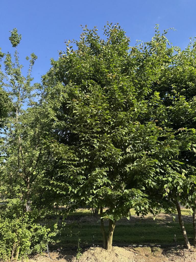 Carpinus betulus