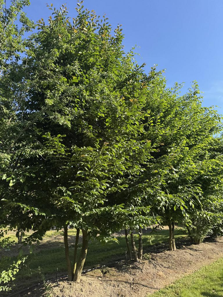 Carpinus betulus