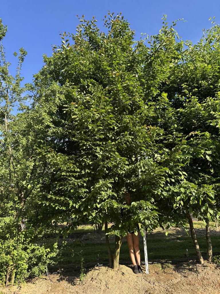 Carpinus betulus