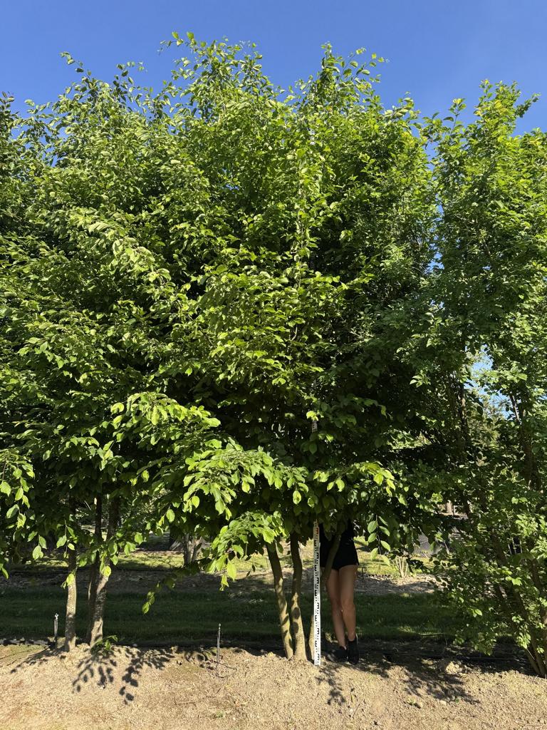 Carpinus betulus