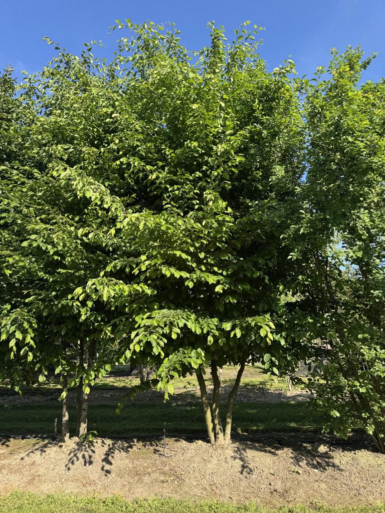 Carpinus betulus