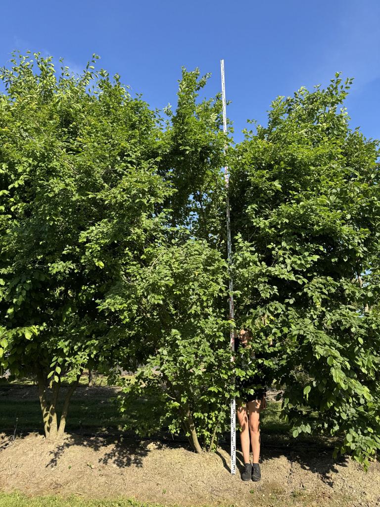 Prunus cerasifera