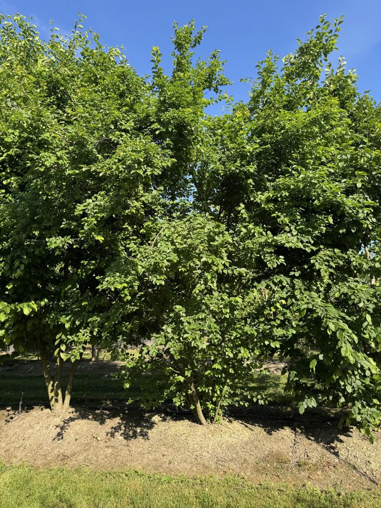Prunus cerasifera
