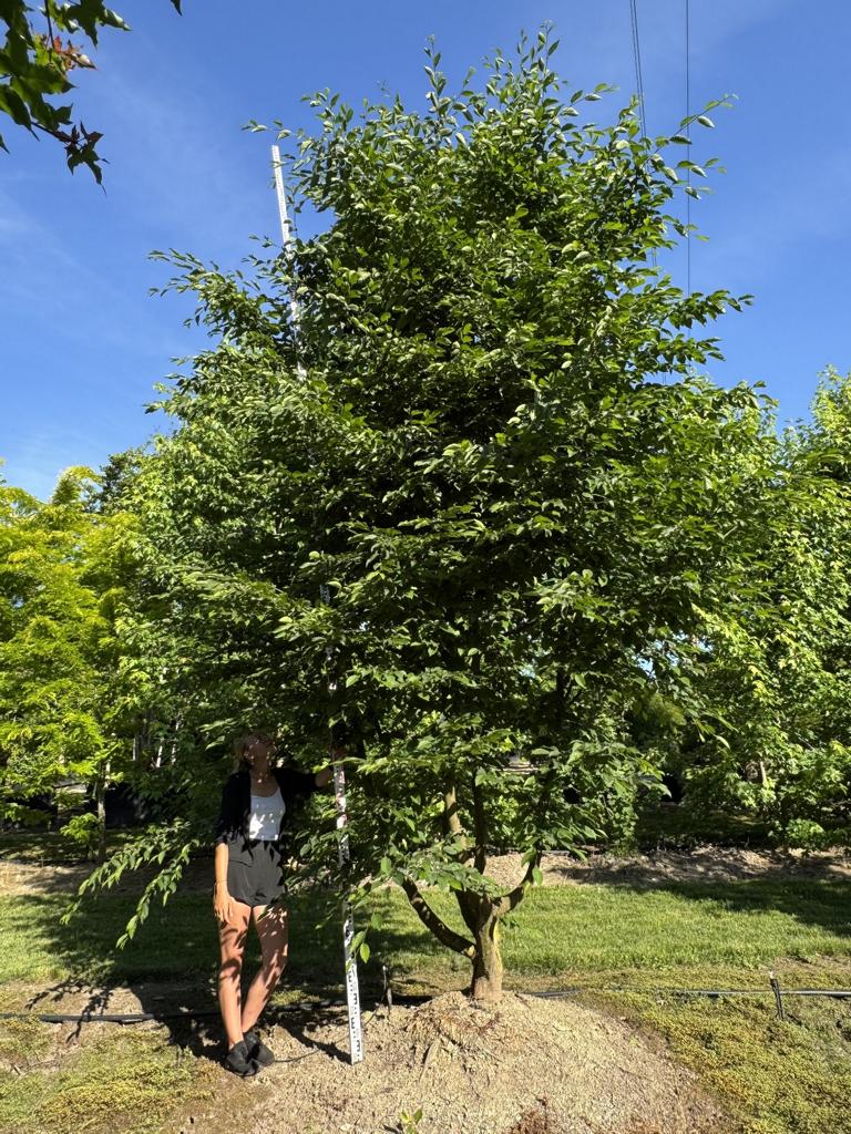 Carpinus betulus