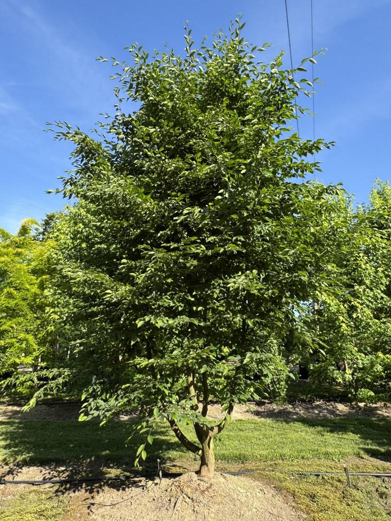 Carpinus betulus