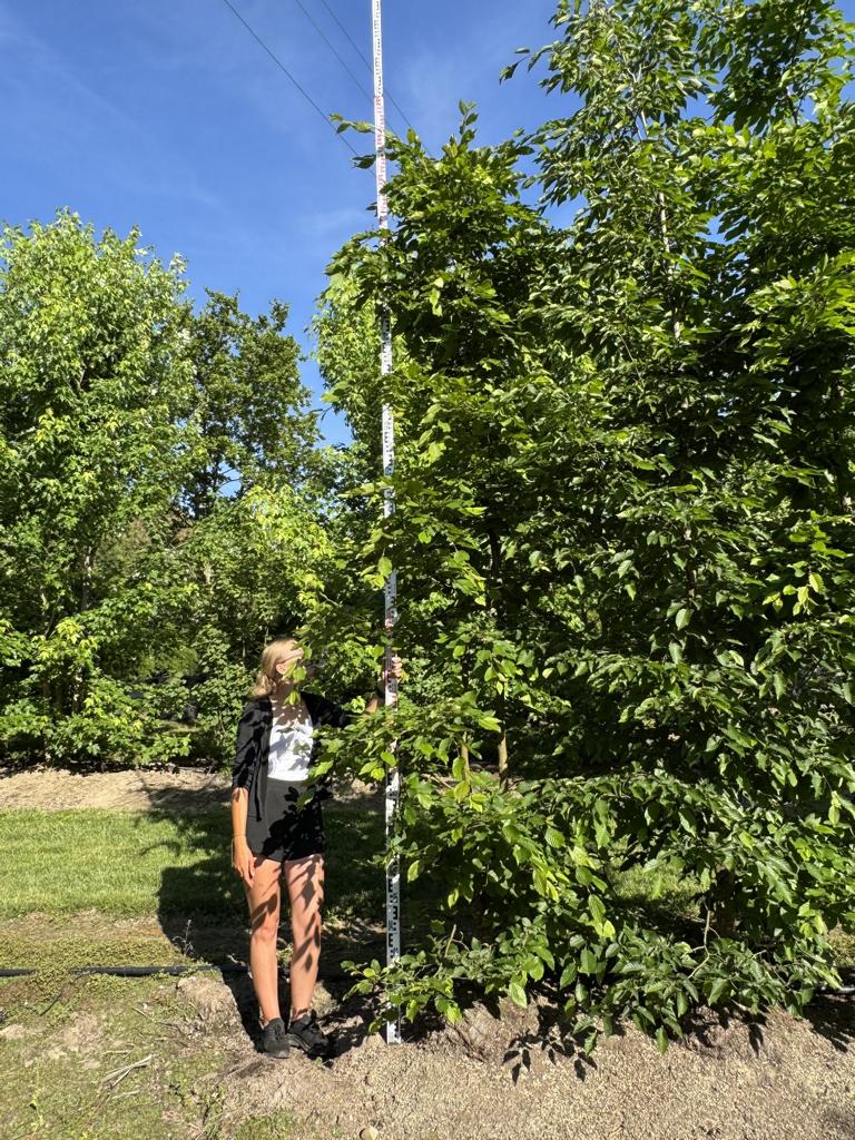 Carpinus betulus