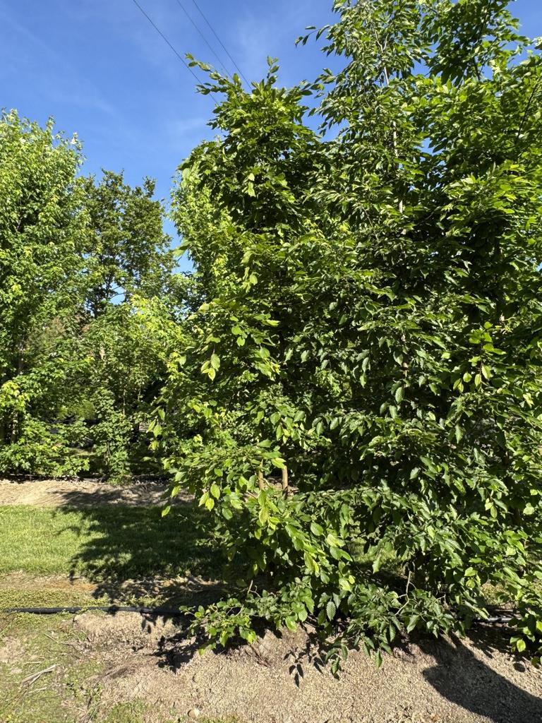 Carpinus betulus