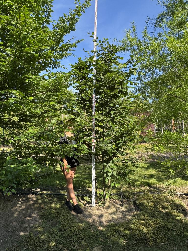 Carpinus betulus