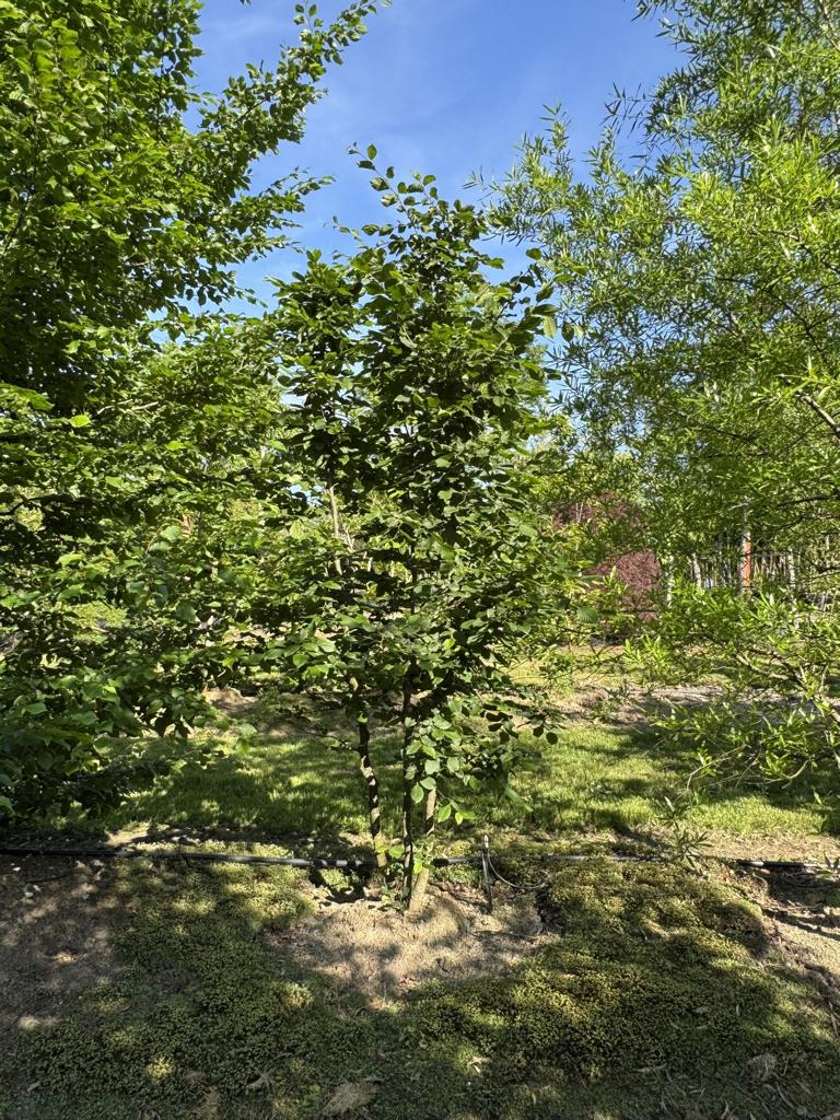 Carpinus betulus
