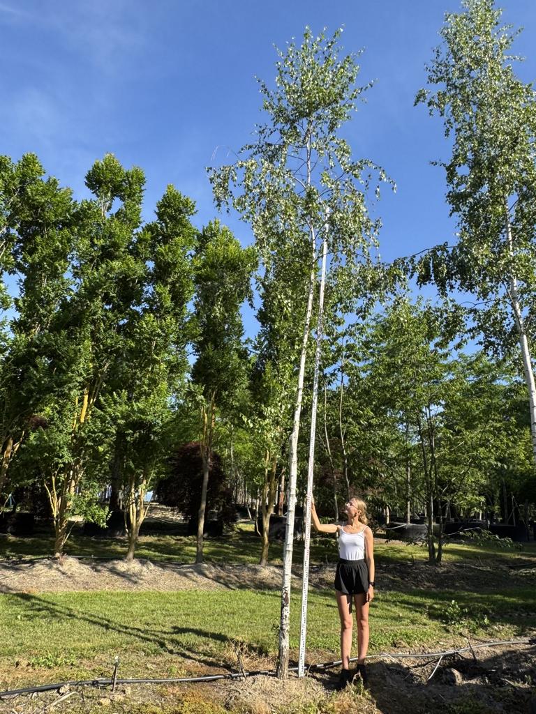 Betula pendula