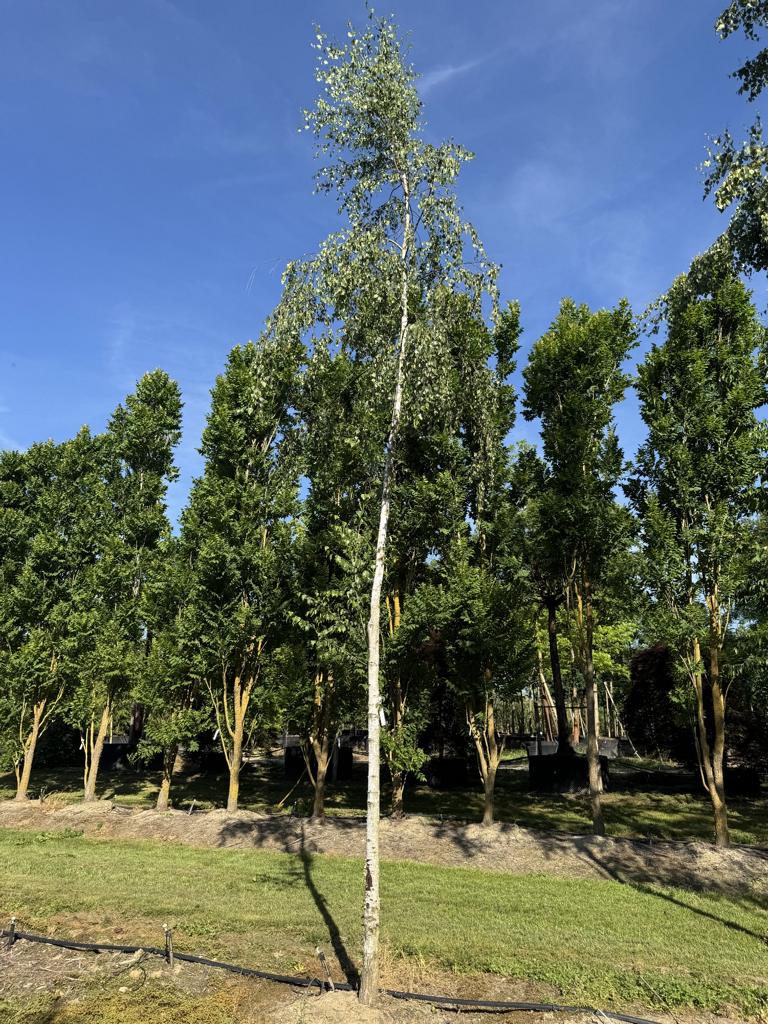 Betula pendula