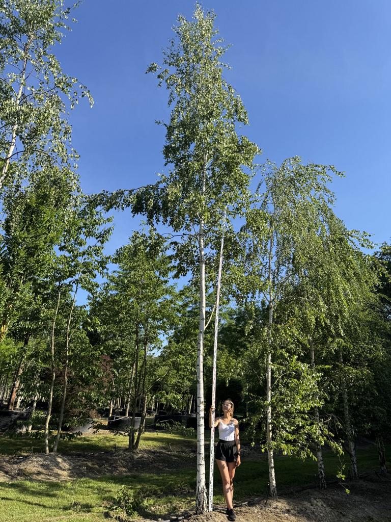 Betula pendula