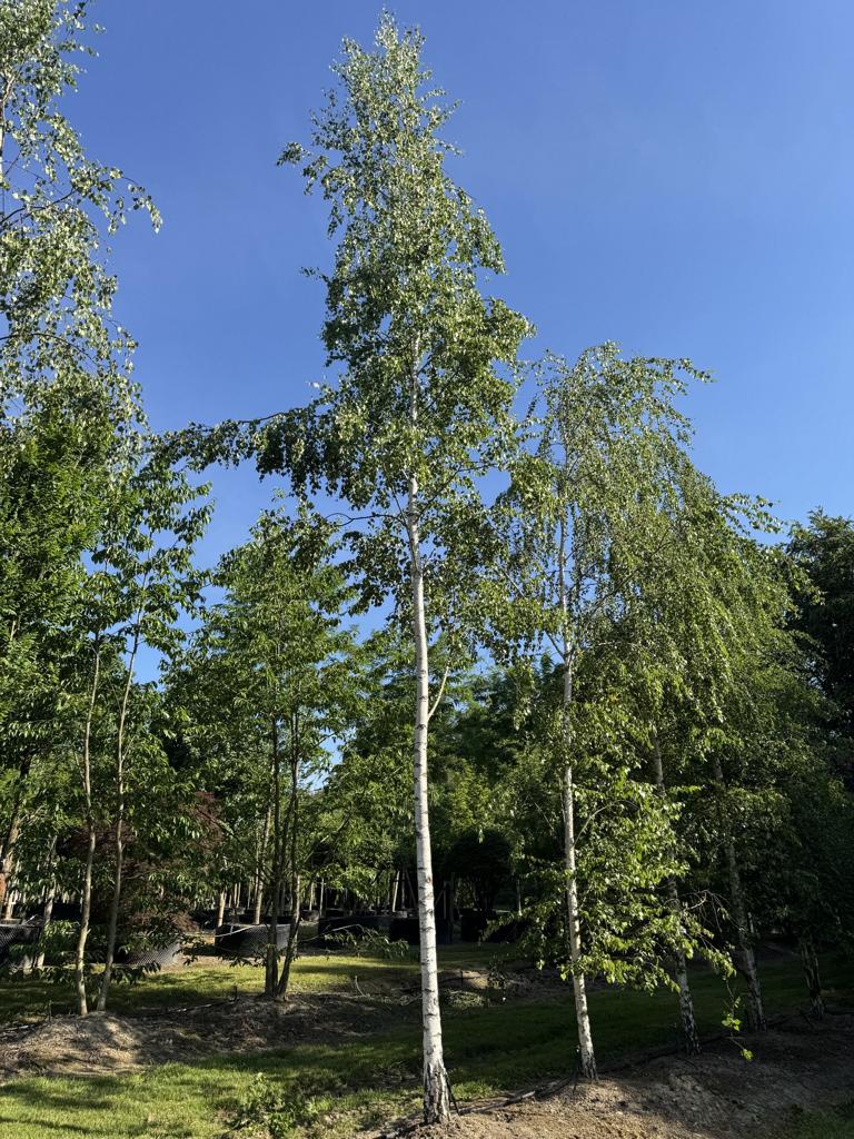 Betula pendula