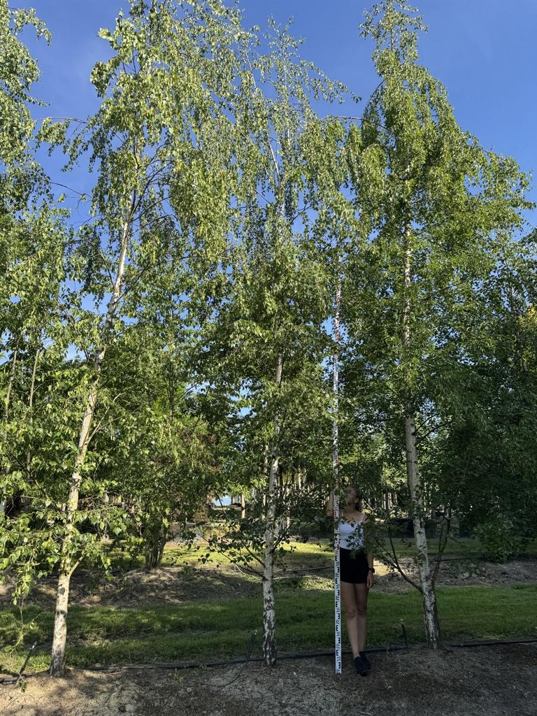 Betula pendula
