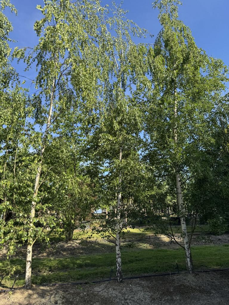 Betula pendula