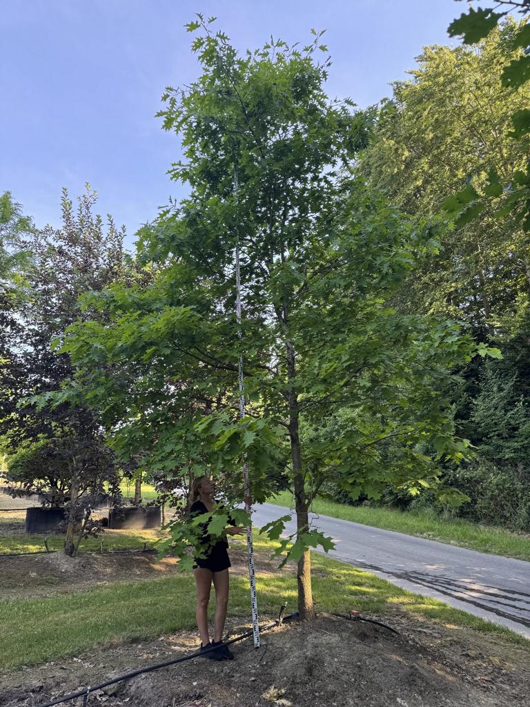 Quercus rubra