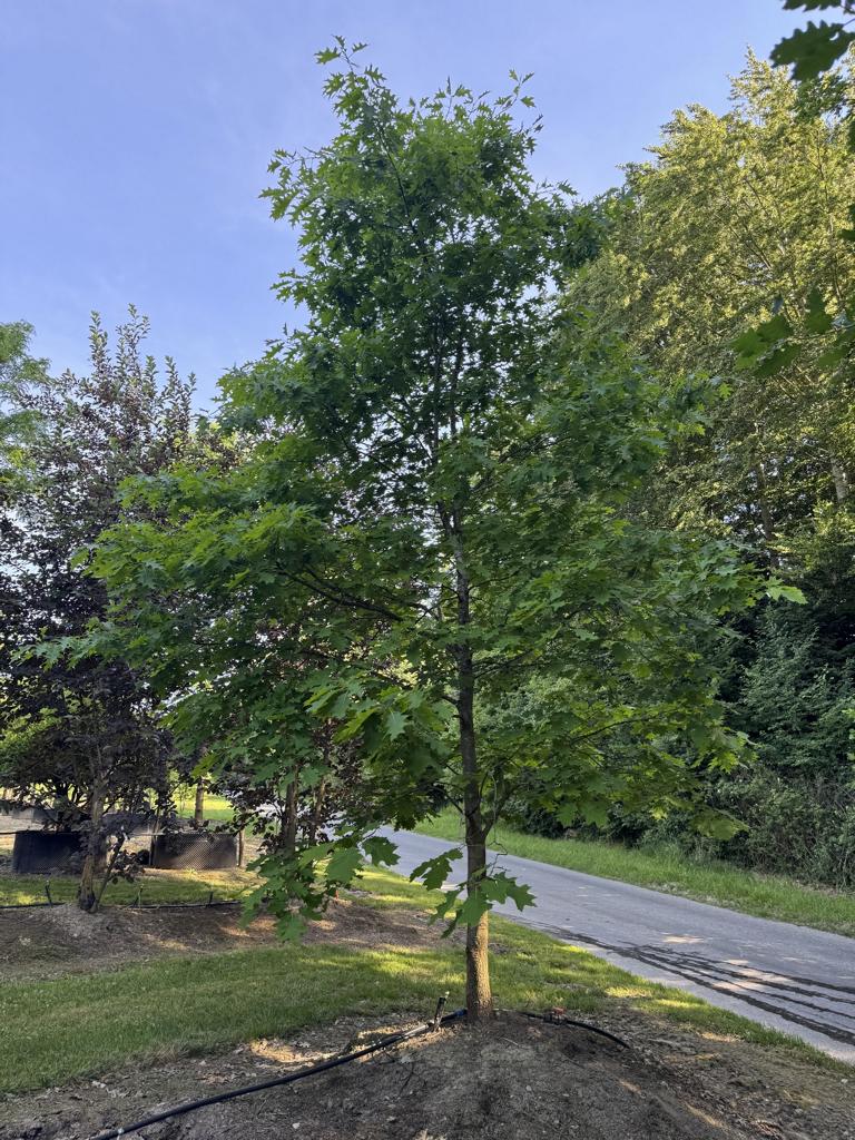 Quercus rubra