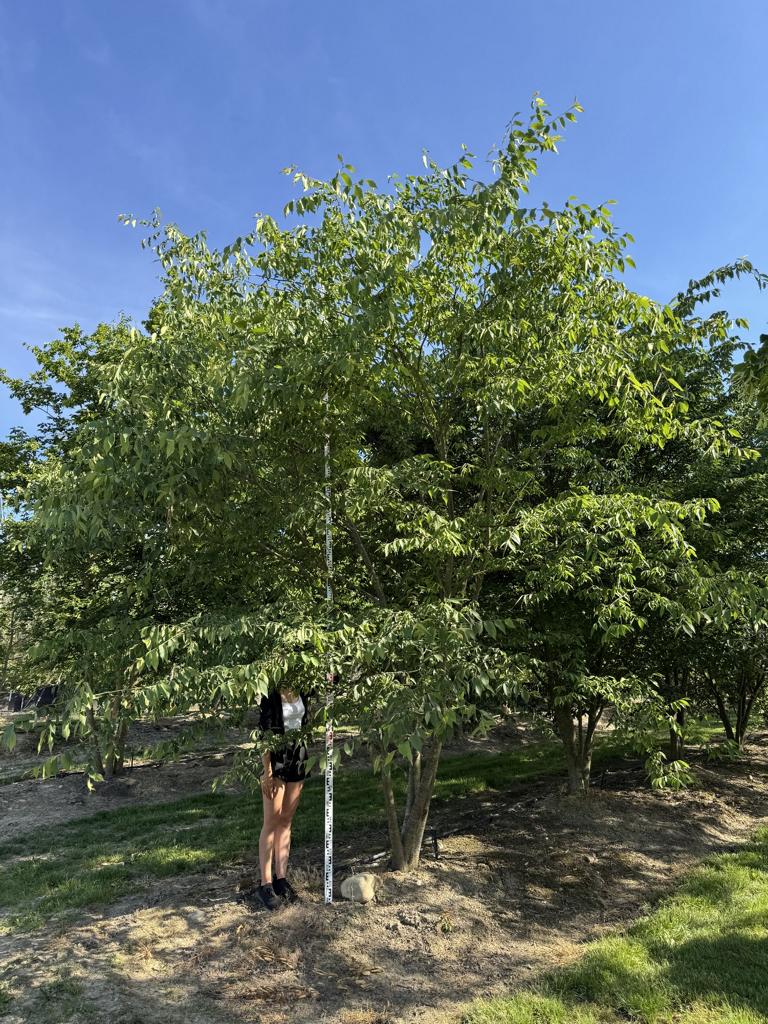 Zelkova serrata