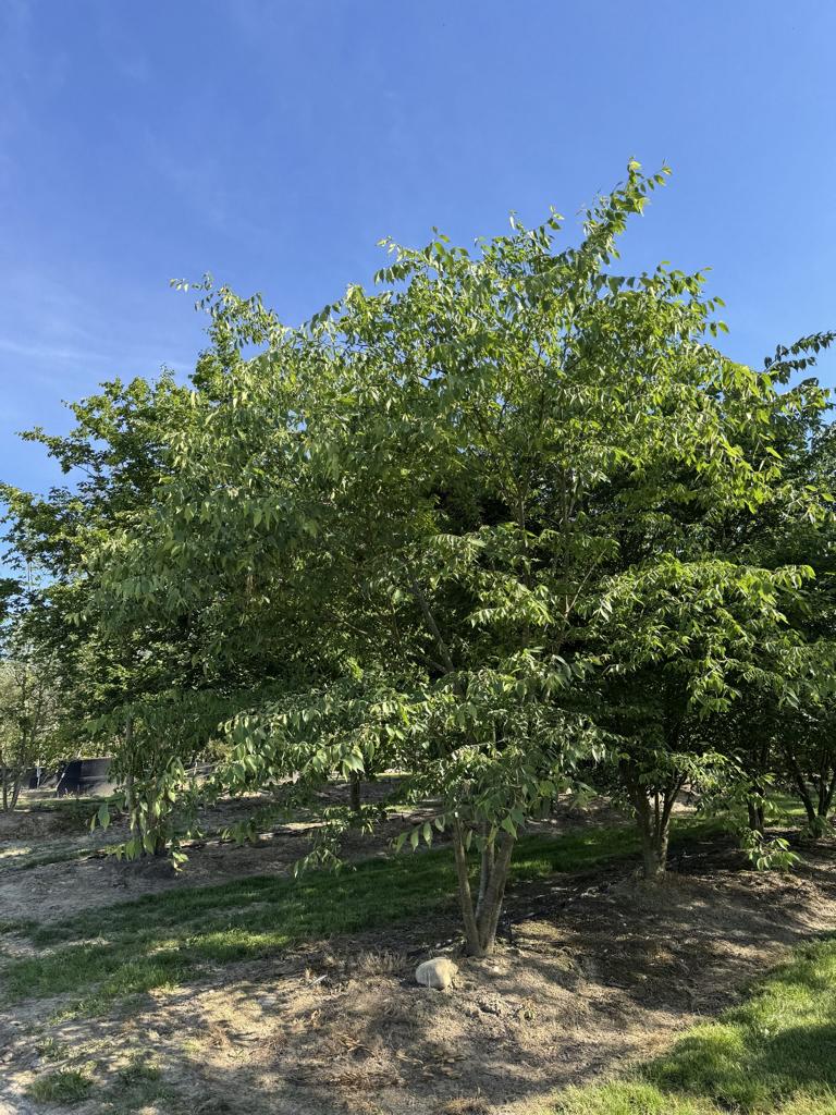 Zelkova serrata