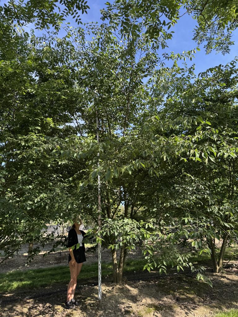 Zelkova serrata